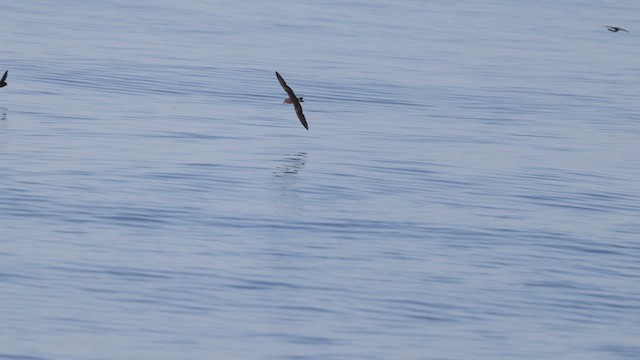 Leach's Storm-Petrel (Leach's) - ML623393549