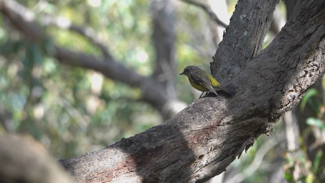 Eastern Yellow Robin - ML623393555