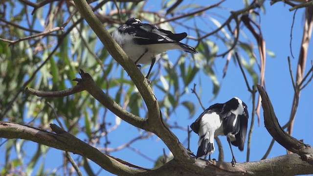 Magpie-lark - ML623393563