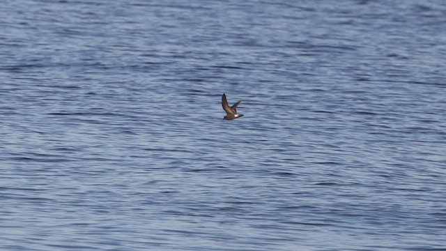 Band-rumped Storm-Petrel - ML623393579