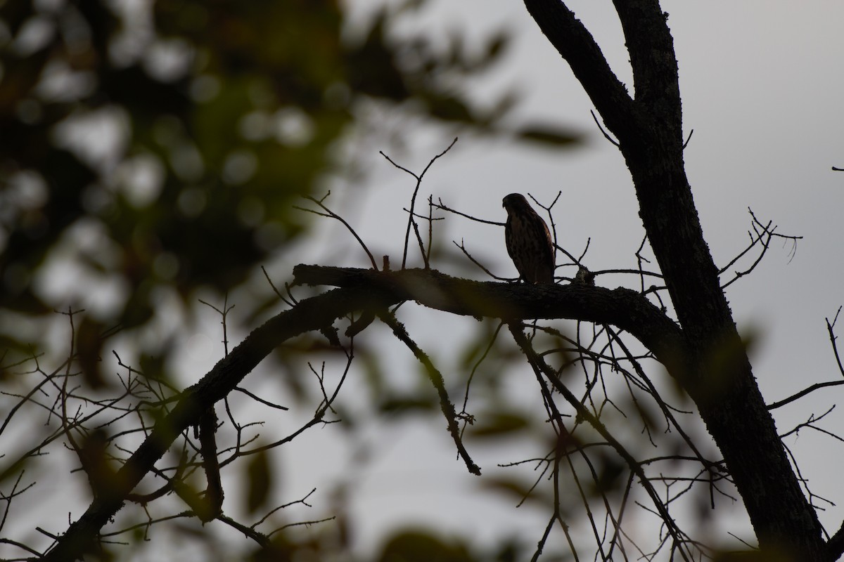 eBird Checklist - 6 Sep 2024 - Ashland Nature Center and Hawk Watch ...