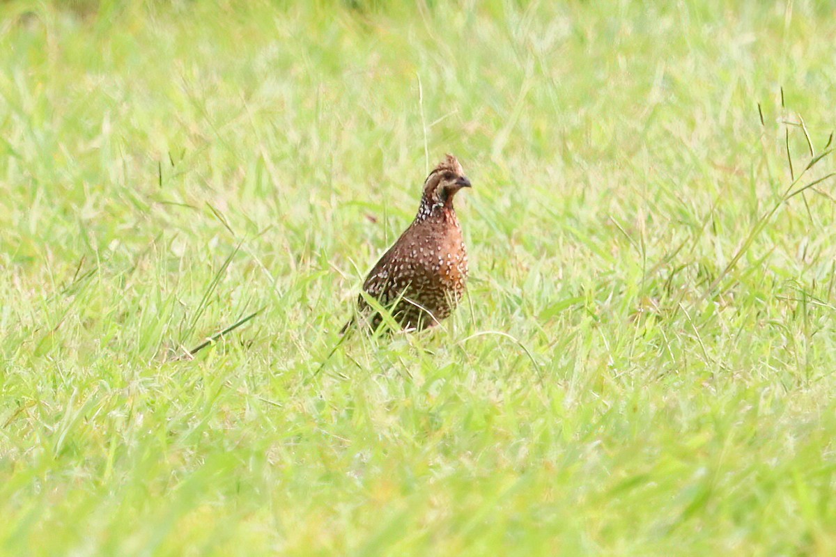 Spot-bellied Bobwhite - ML623393581