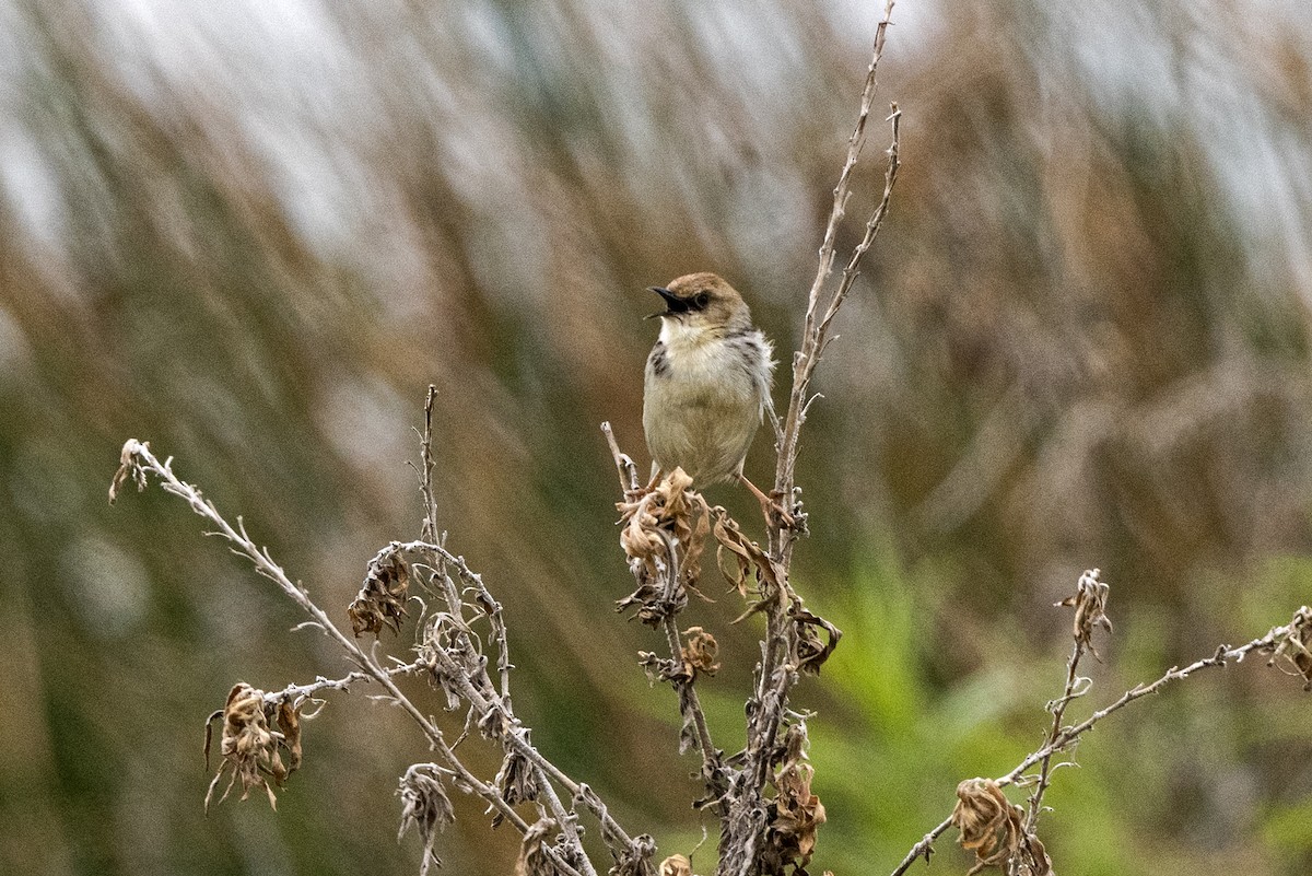 Ethiopian Cisticola - ML623393663