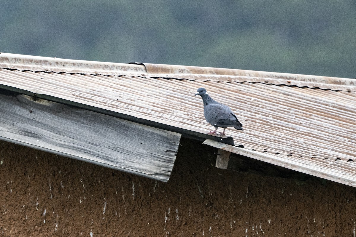 White-collared Pigeon - ML623393669