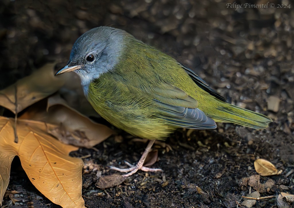 Mourning Warbler - Felipe Pimentel