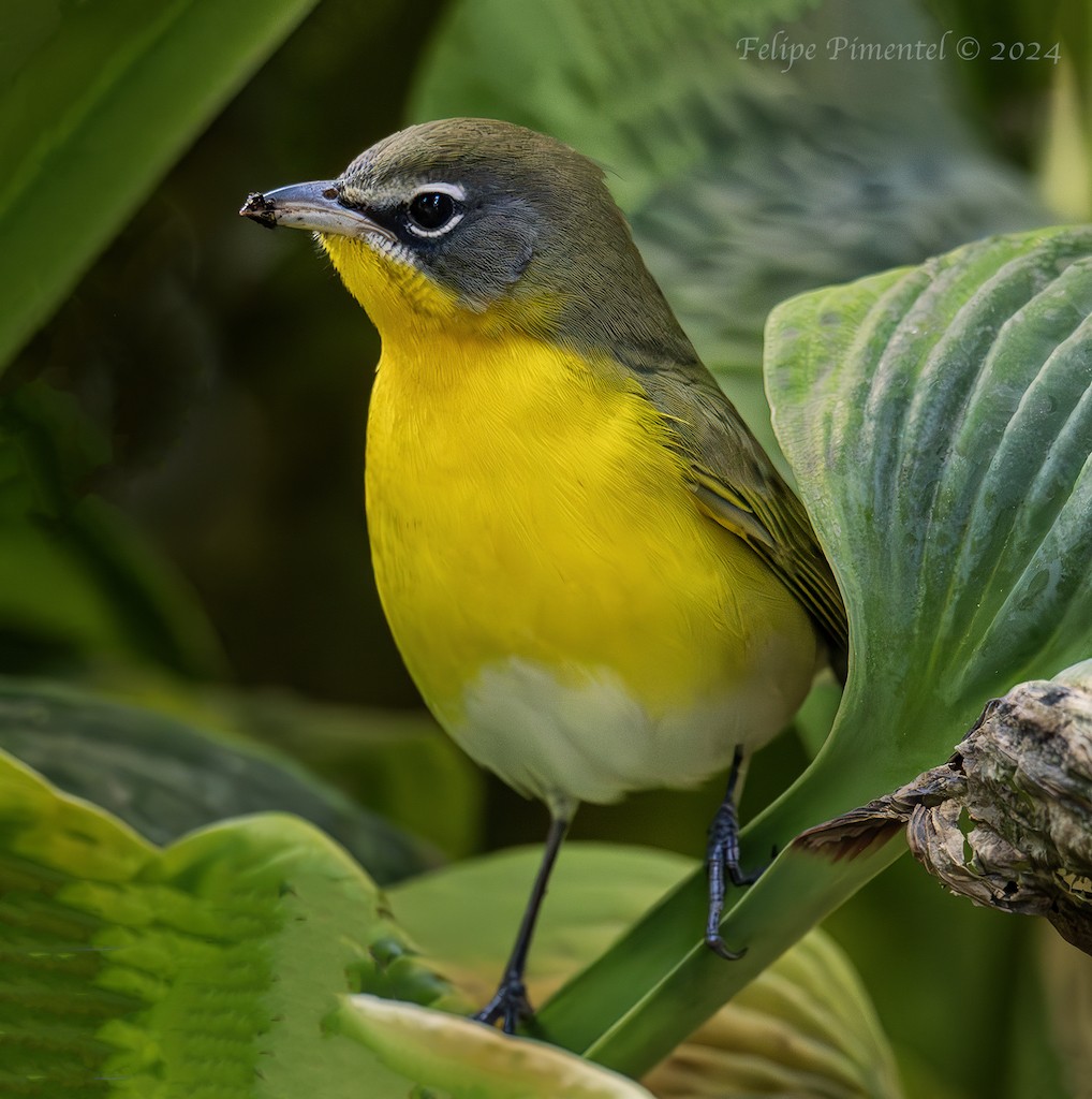 Yellow-breasted Chat - ML623393679