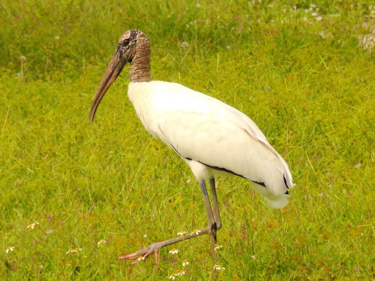 Wood Stork - ML623393706