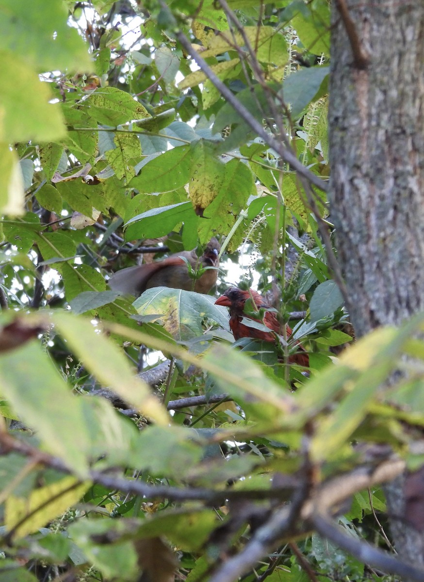 Northern Cardinal - ML623393711