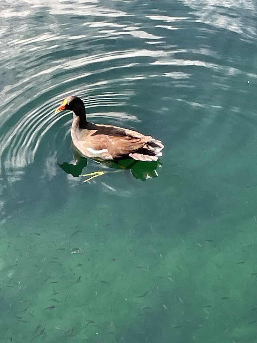 Common Gallinule - ML623393799