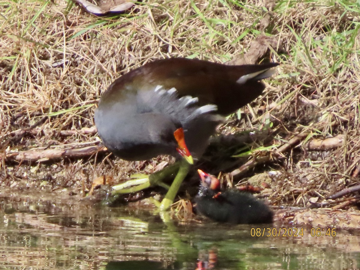 Common Gallinule - ML623393800