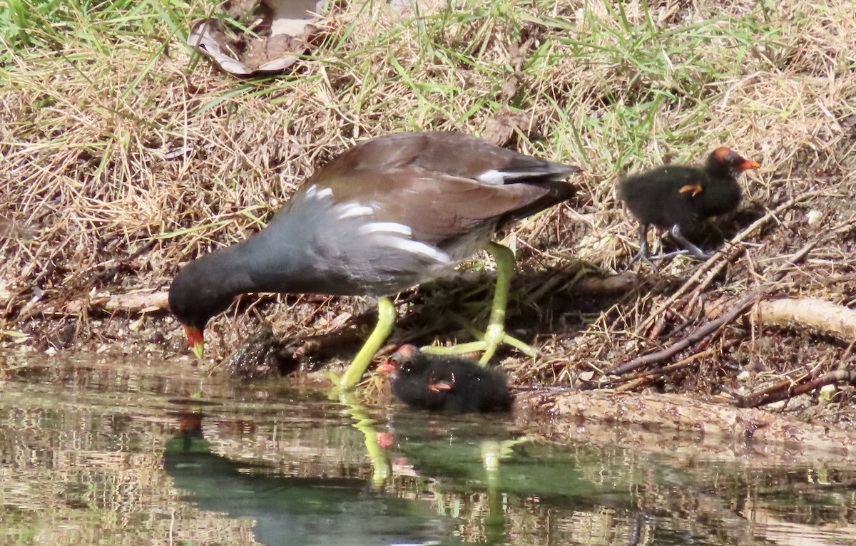 Common Gallinule - ML623393801