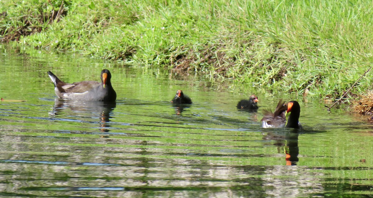 Common Gallinule - Patricia Ayres