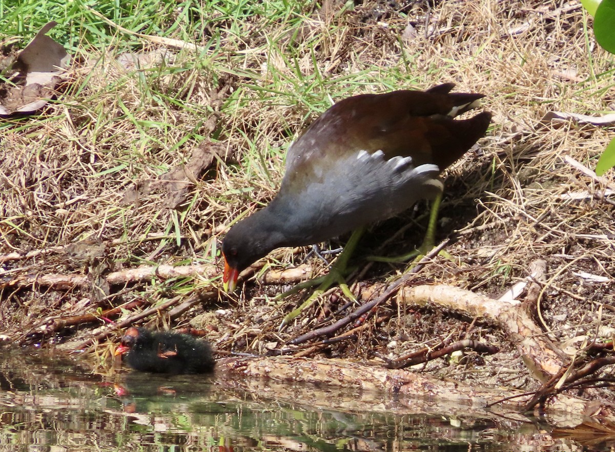 Common Gallinule - ML623393803