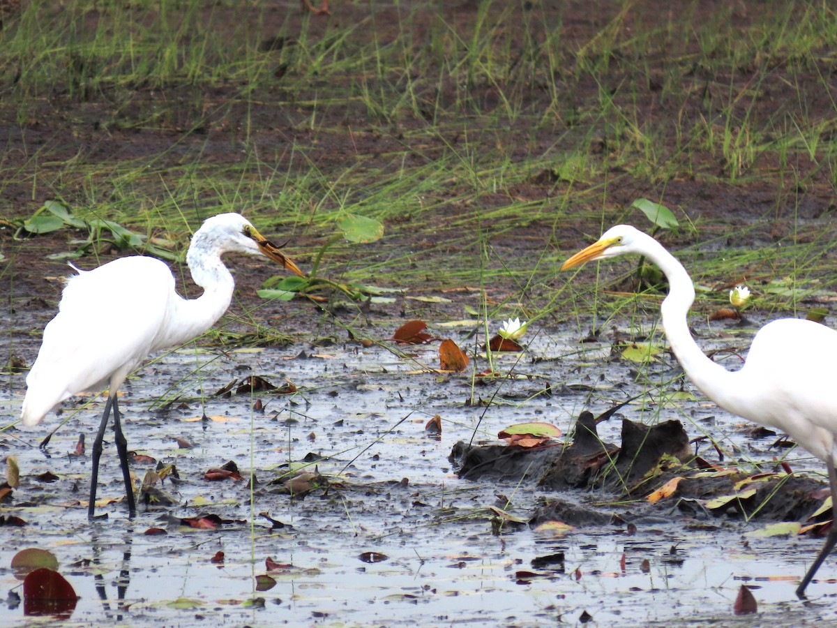 ダイサギ - ML623393813