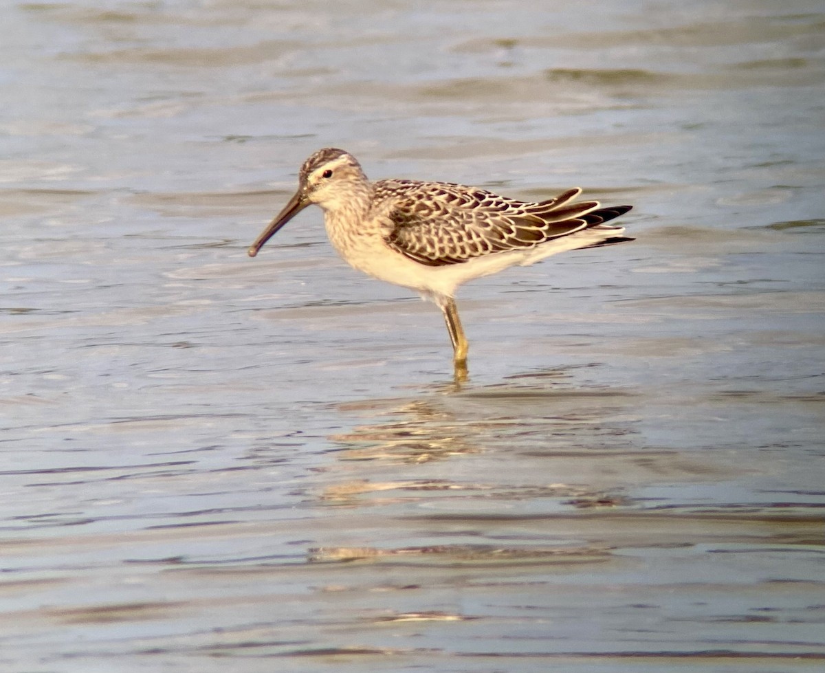 Stilt Sandpiper - ML623393818