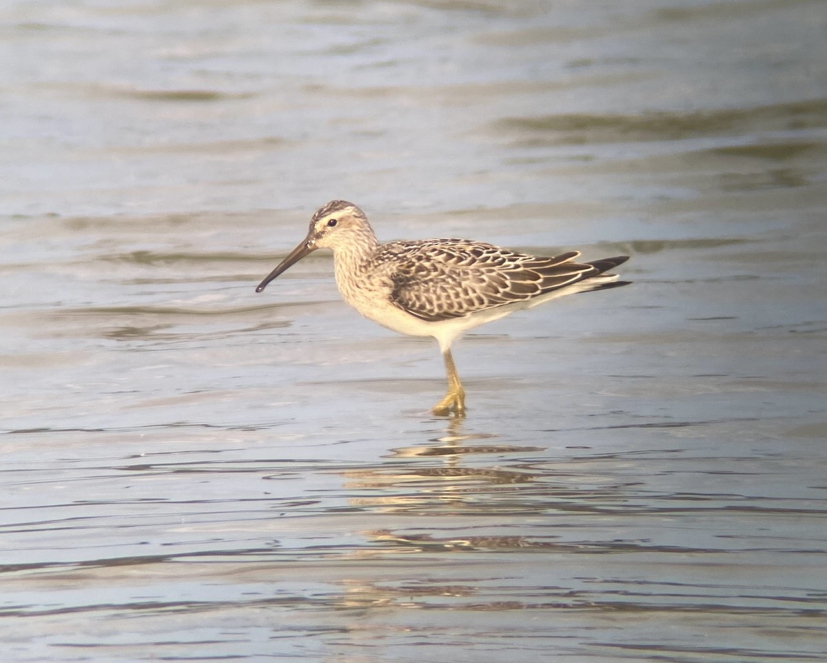 Stilt Sandpiper - ML623393820