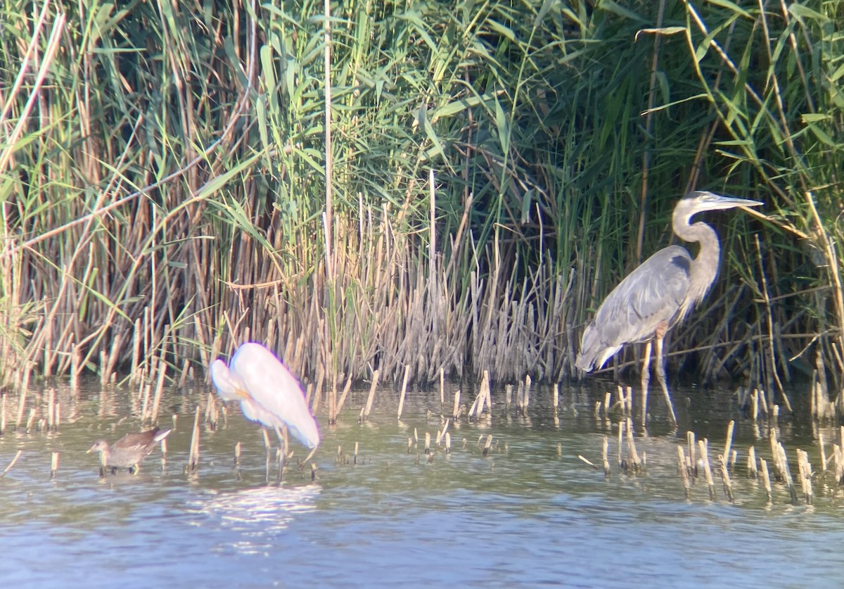 Great Blue Heron (Great Blue) - ML623393827