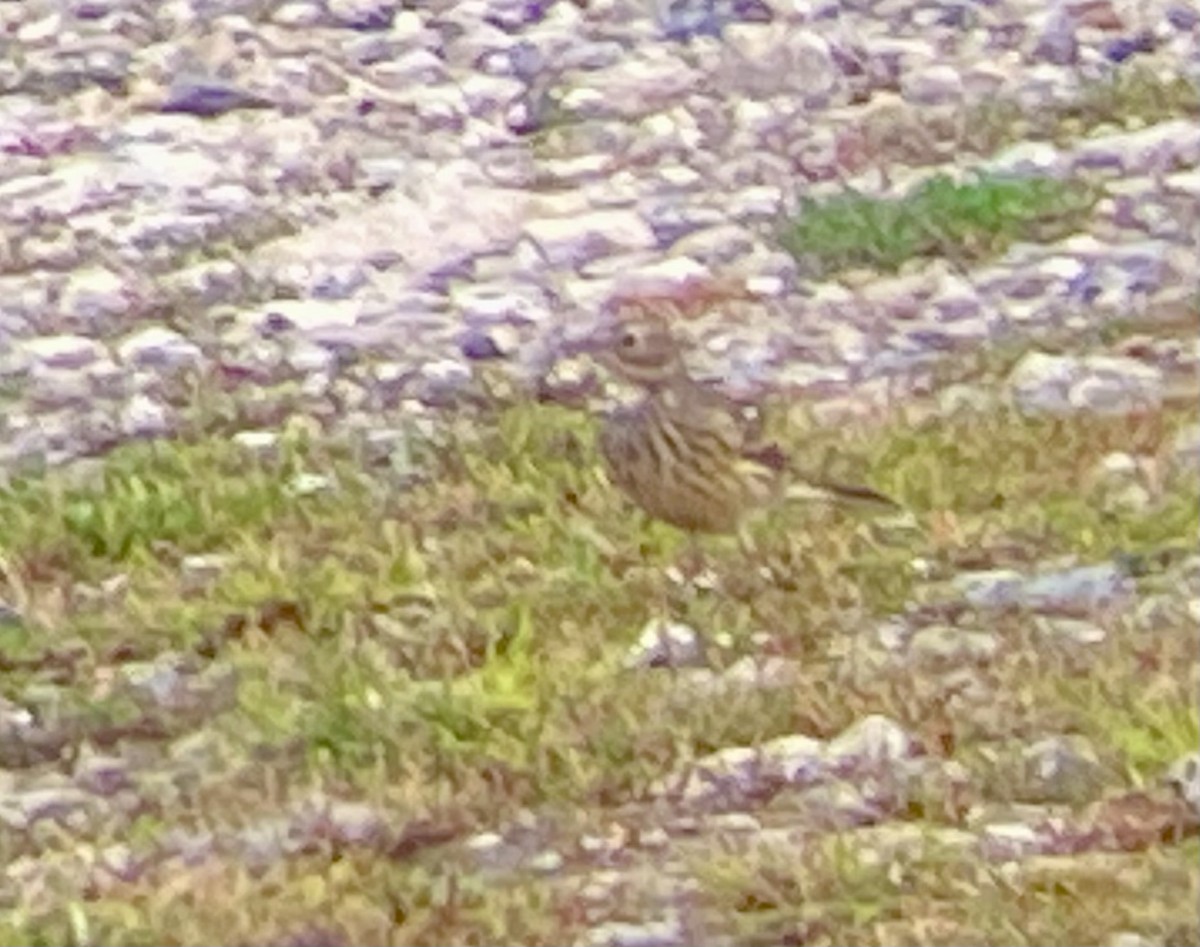 American Pipit - ML623393884