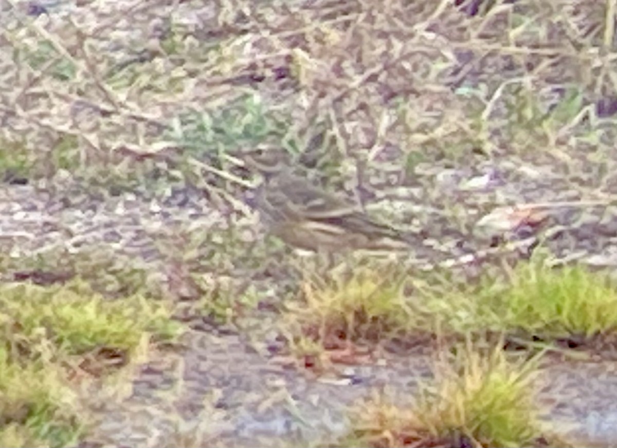 American Pipit - ML623393885