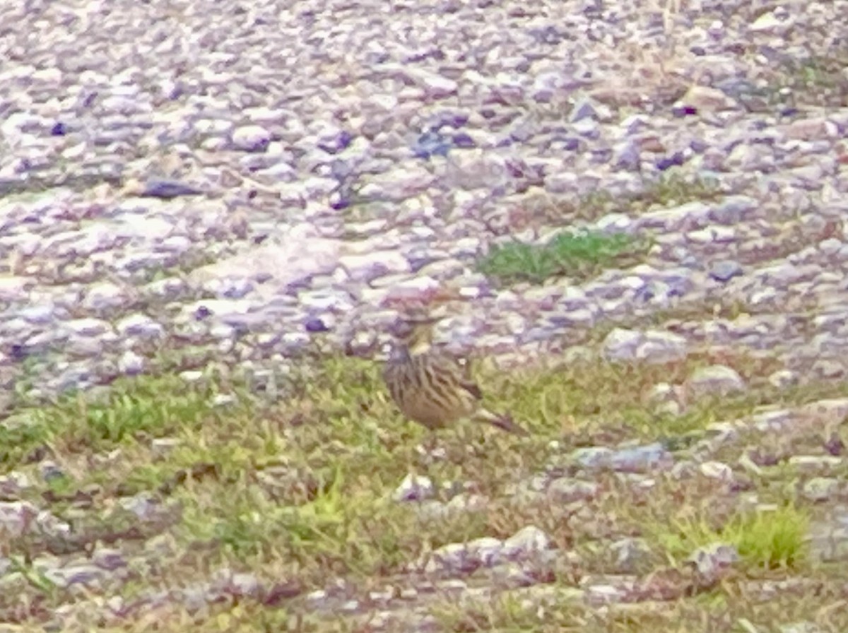 American Pipit - Patty & Kevin 👀👂🏻🦆 McKelvey