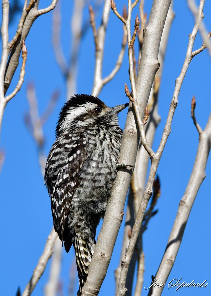 Striped Woodpecker - ML623393892