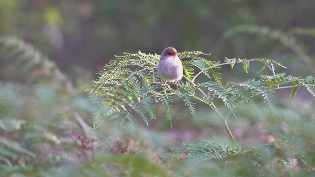 Superb Fairywren - ML623393893