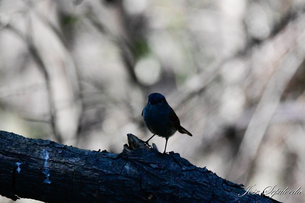 Patagonian Tyrant - ML623393994