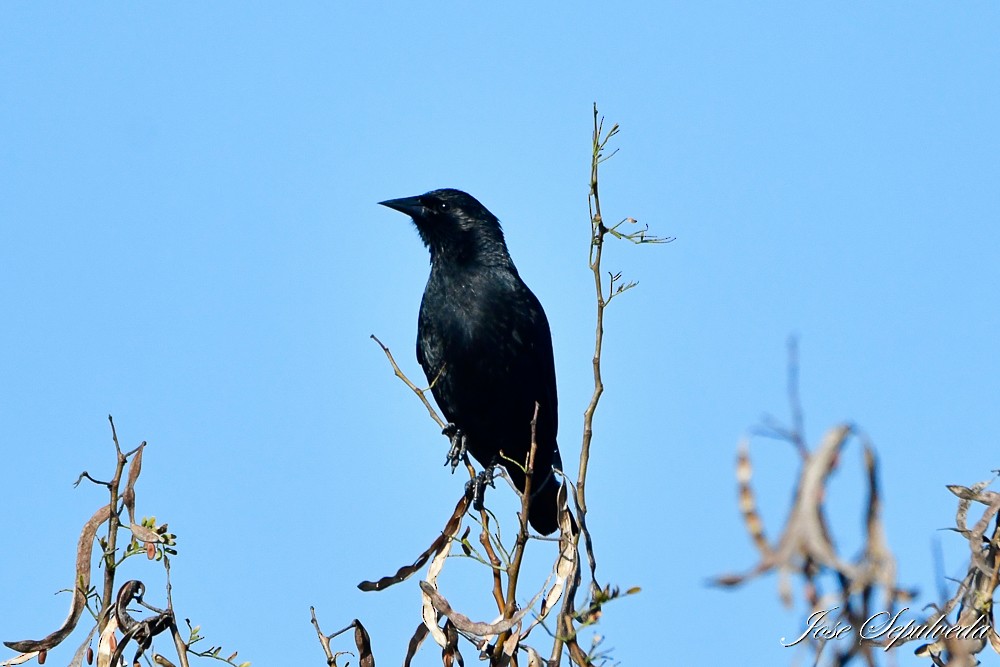 Tordo Patagón - ML623394052