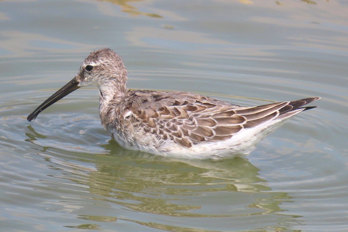 Stilt Sandpiper - ML623394122