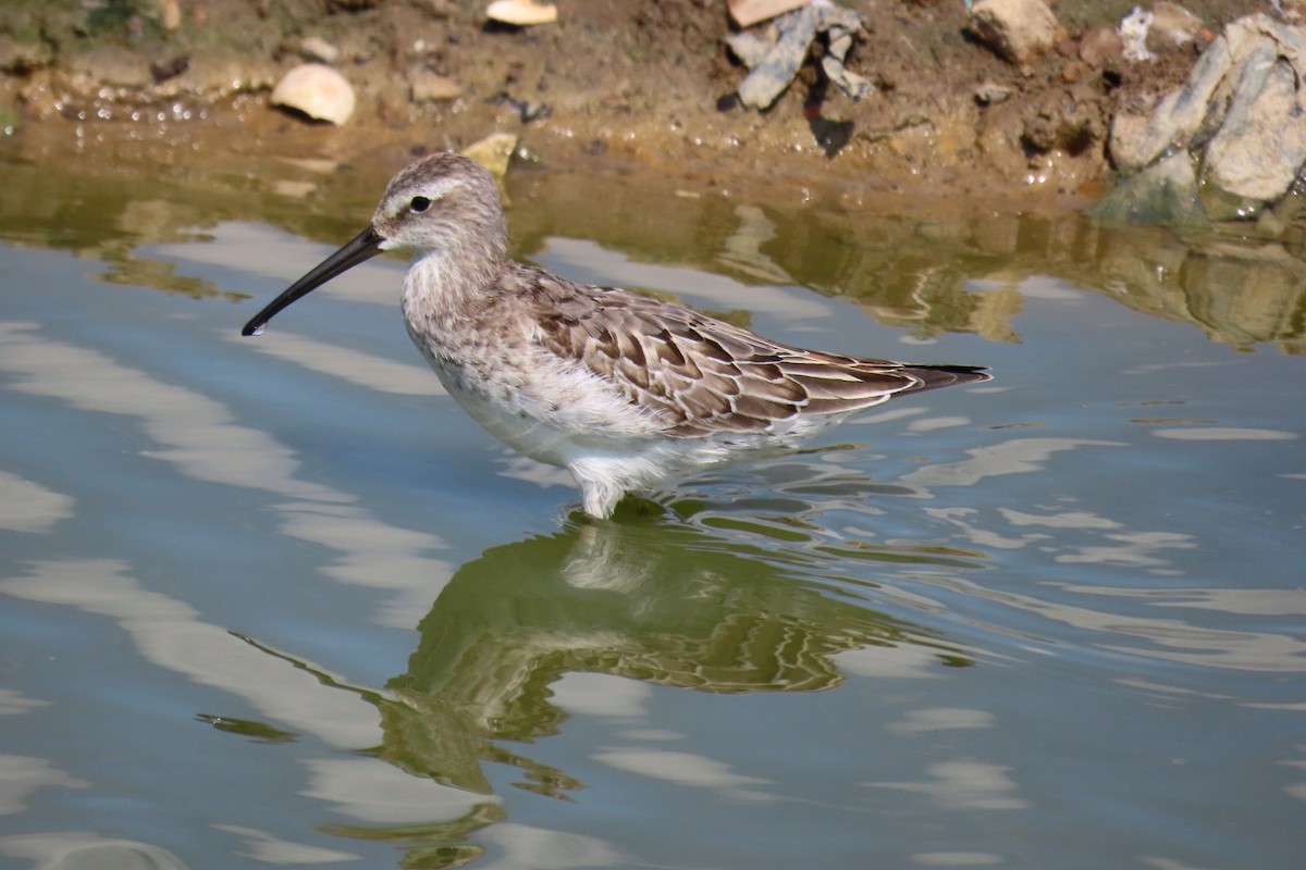 Stilt Sandpiper - ML623394126