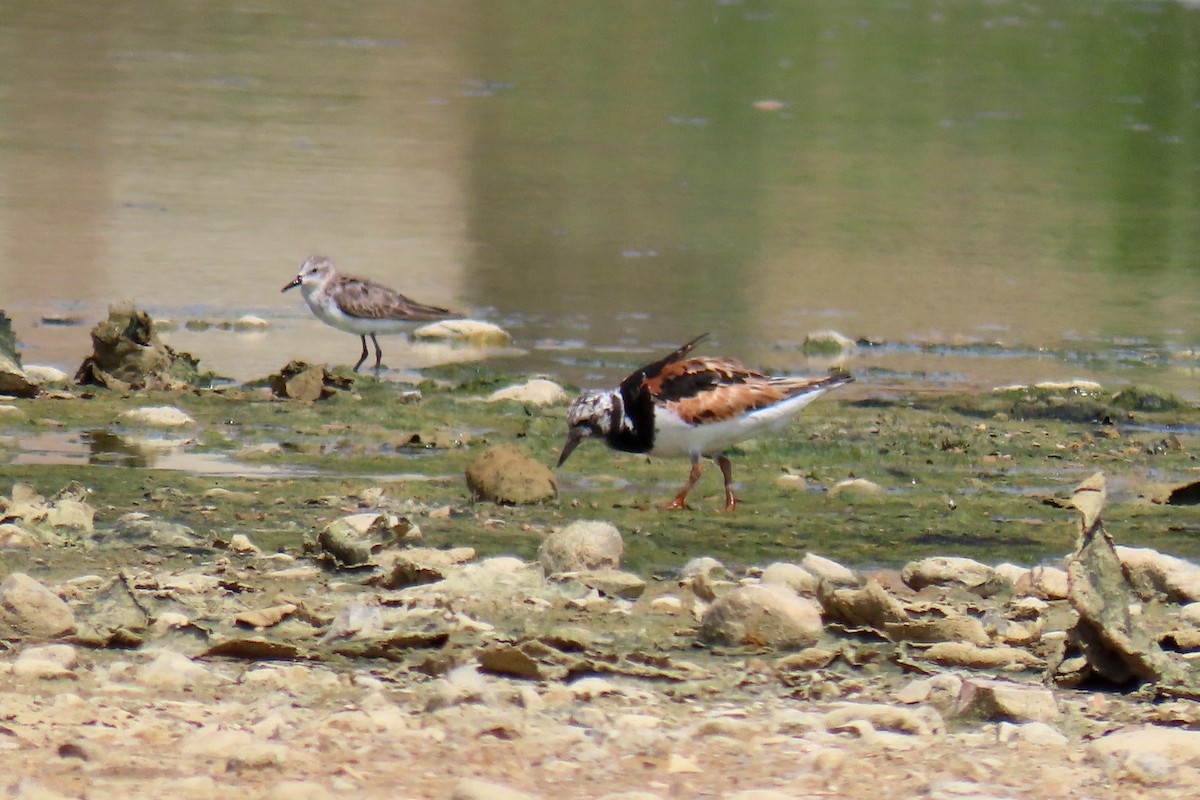 Ruddy Turnstone - ML623394137