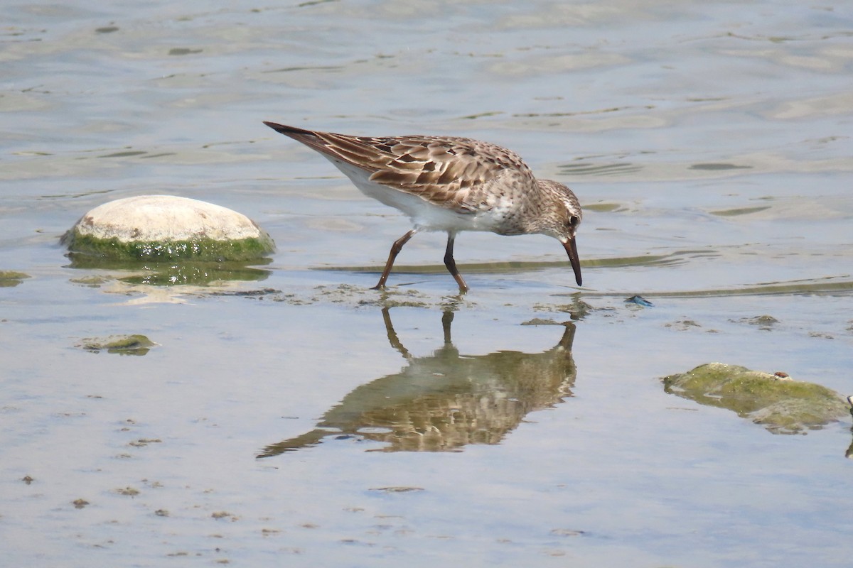 White-rumped Sandpiper - ML623394167