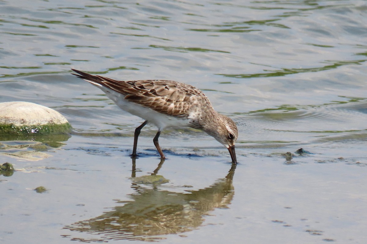 White-rumped Sandpiper - ML623394171