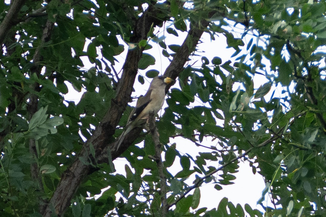 Yellow-billed Grosbeak - ML623394201