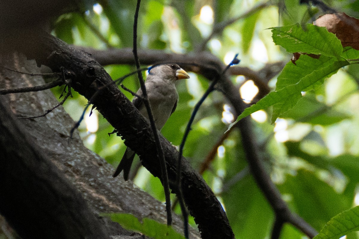 Yellow-billed Grosbeak - ML623394204