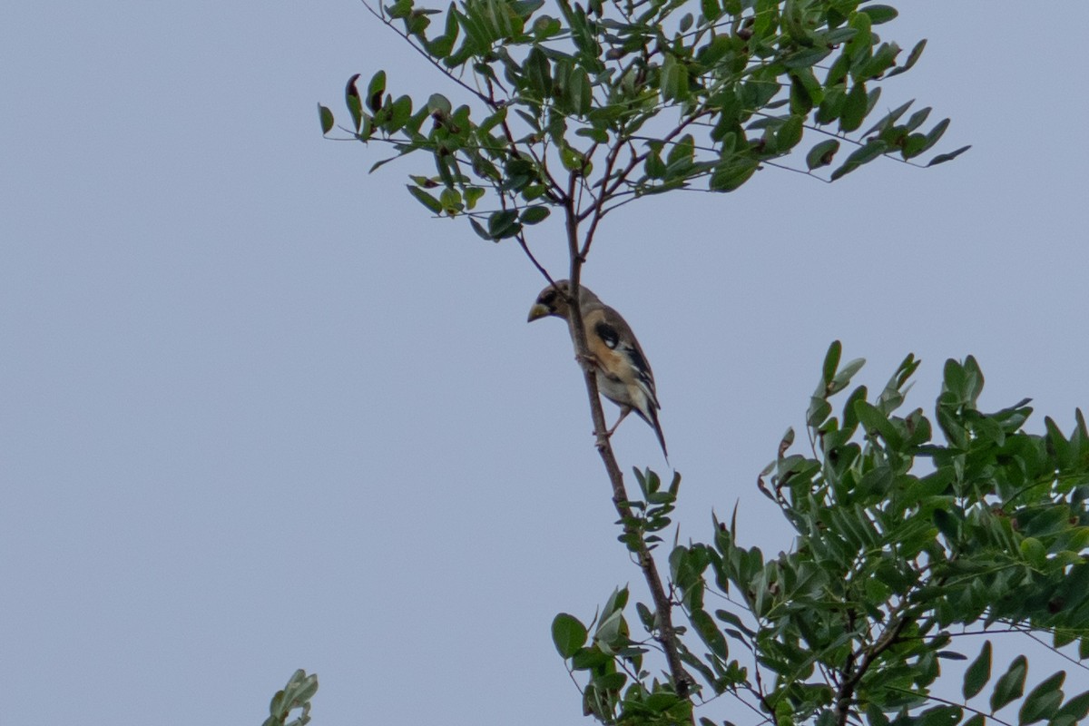 Yellow-billed Grosbeak - ML623394205