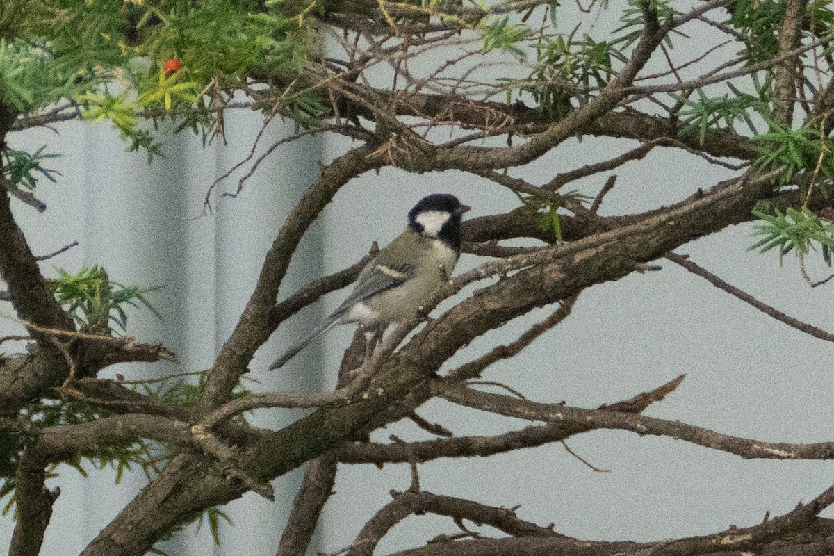 Japanese Tit - ML623394210