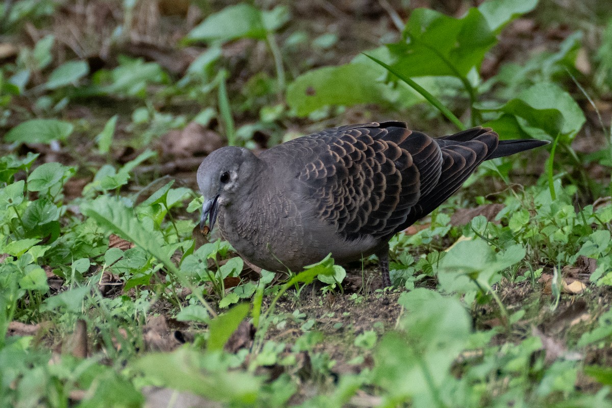 Oriental Turtle-Dove - ML623394227