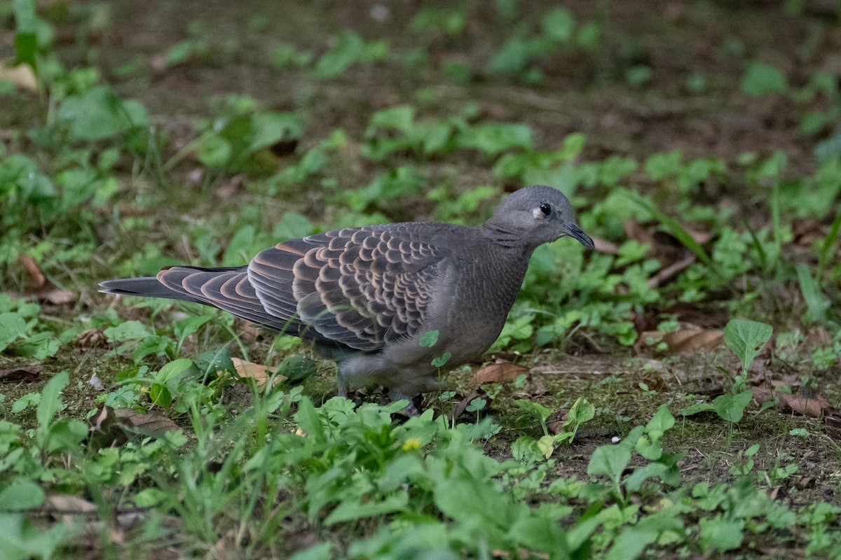 Oriental Turtle-Dove - ML623394233