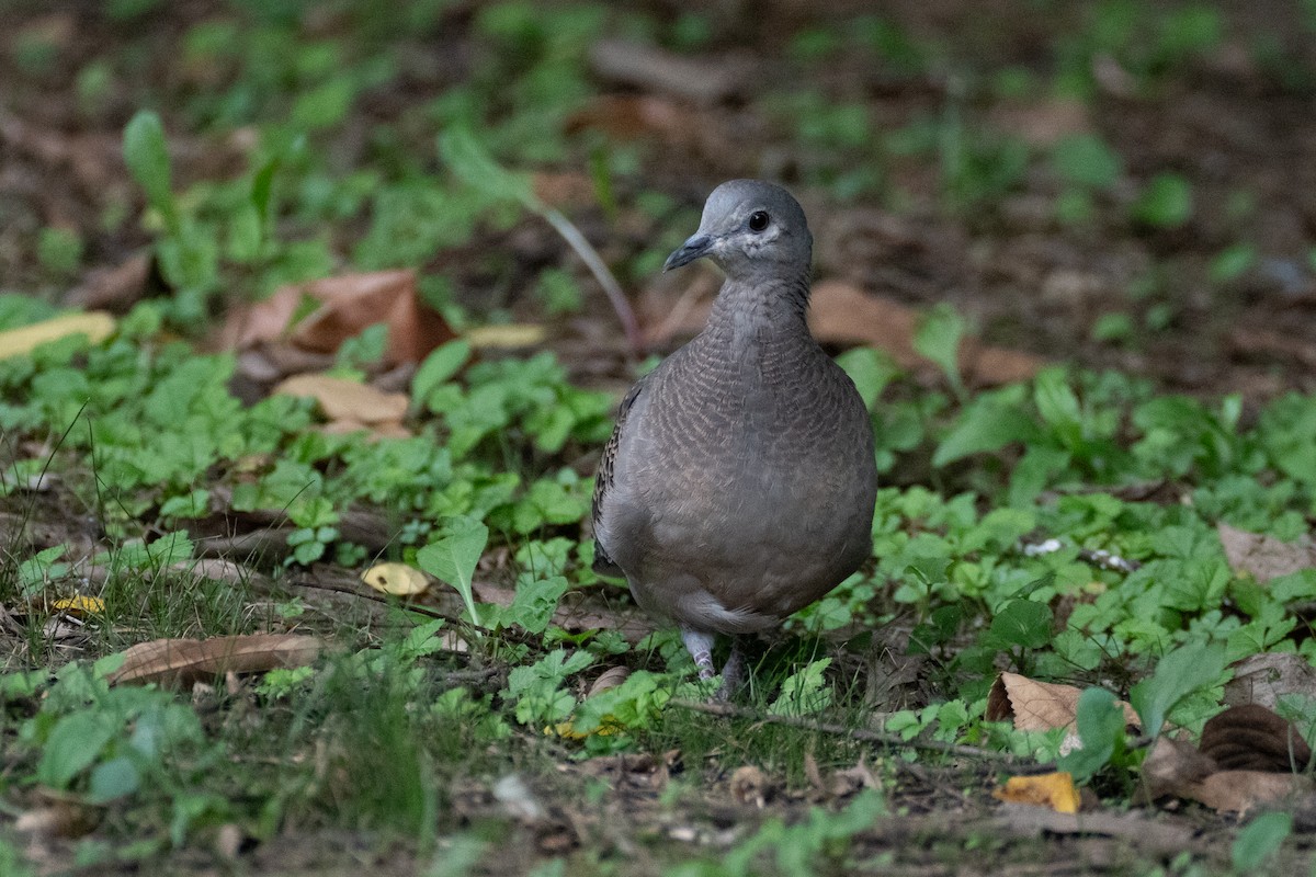 Oriental Turtle-Dove - ML623394235