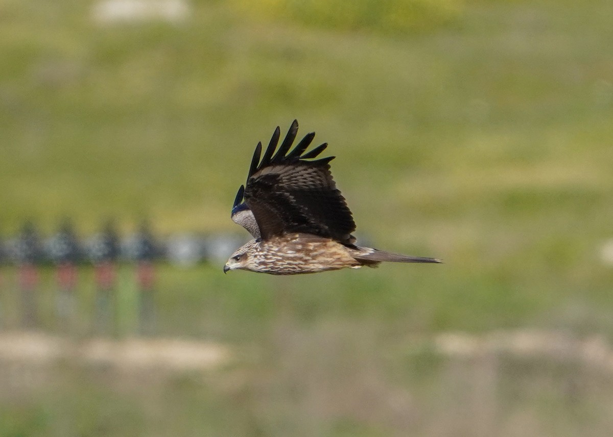 Black Kite (Black-eared) - ML623394241