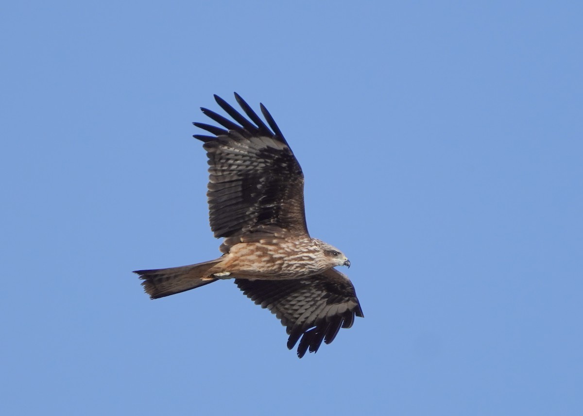 Black Kite (Black-eared) - ML623394244