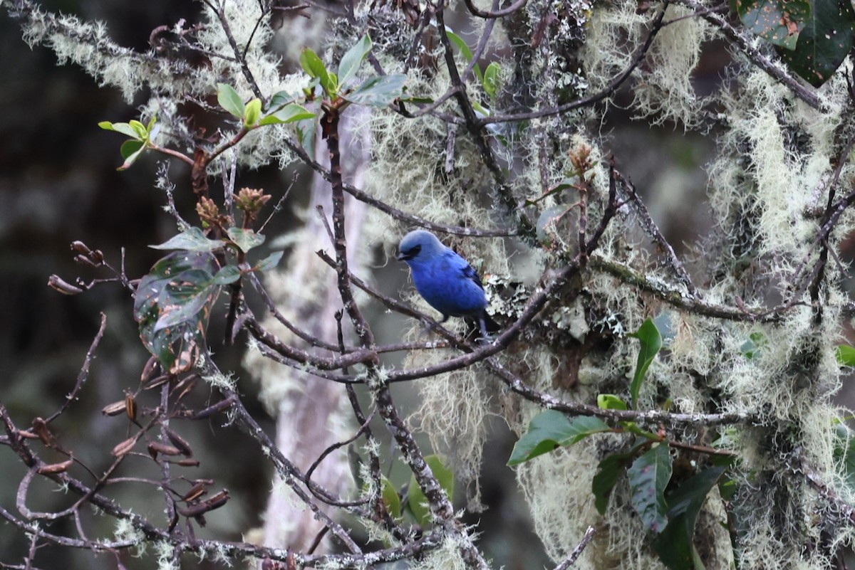 Blue-and-black Tanager - ML623394253