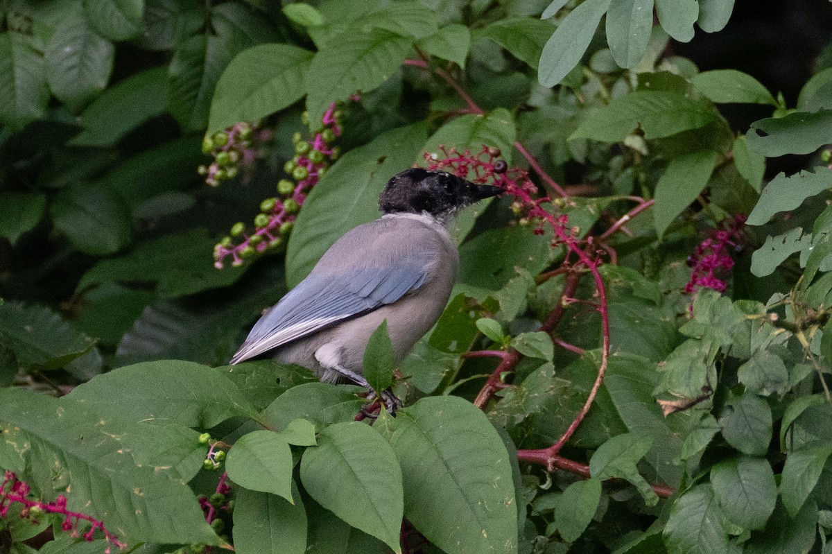 Azure-winged Magpie - ML623394254