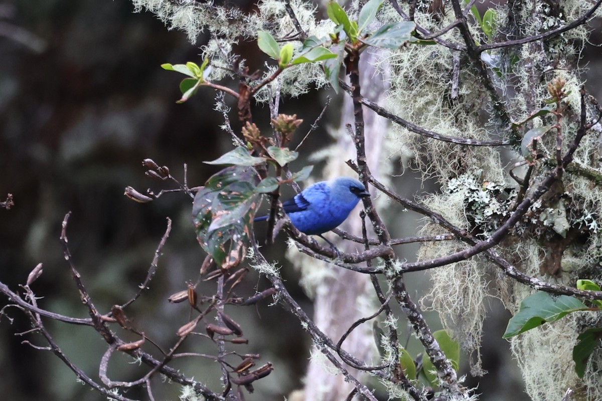 Blue-and-black Tanager - ML623394256