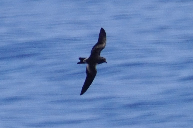 Leach's/Townsend's Storm-Petrel (white-rumped) - ML623394263