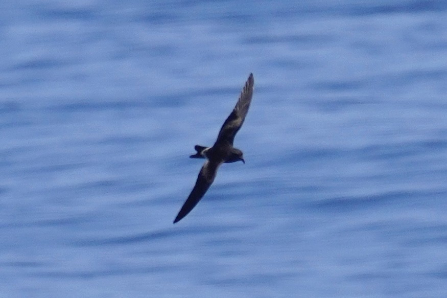 Leach's/Townsend's Storm-Petrel (white-rumped) - ML623394264