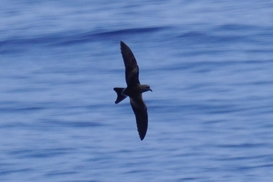 Leach's/Townsend's Storm-Petrel (white-rumped) - ML623394265