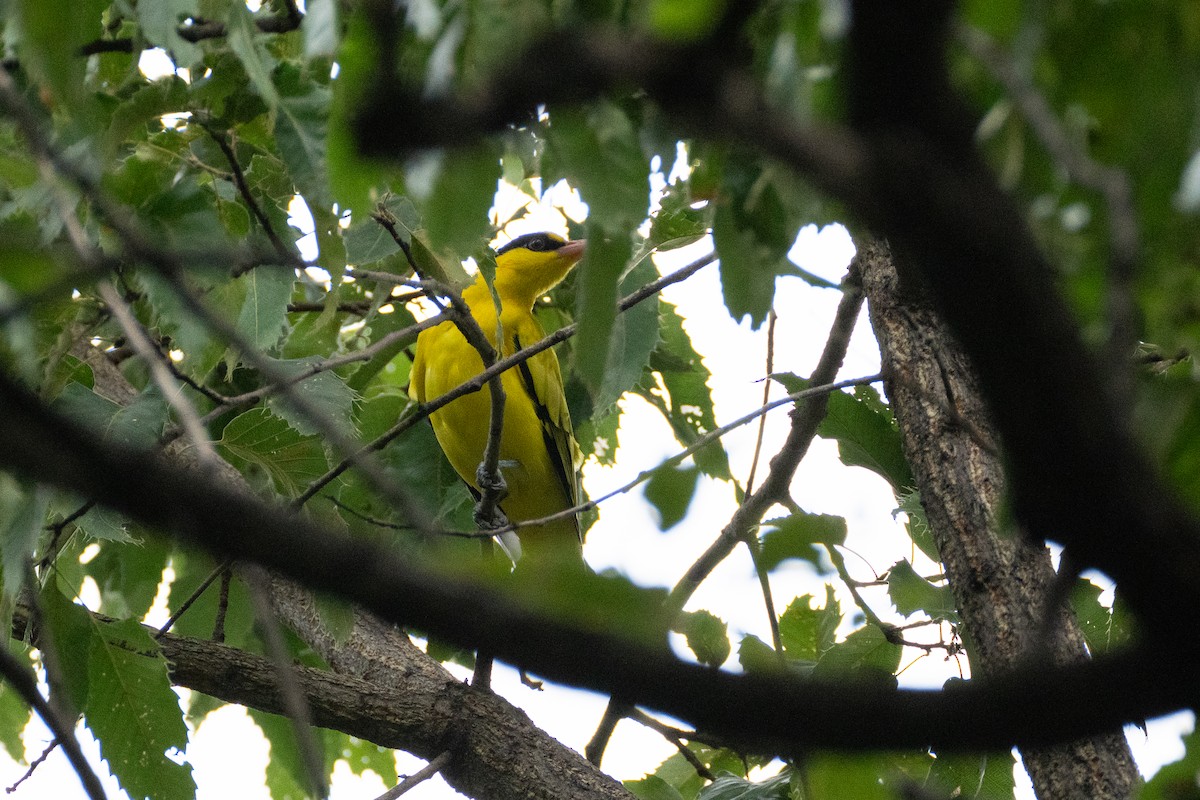 Black-naped Oriole - ML623394268