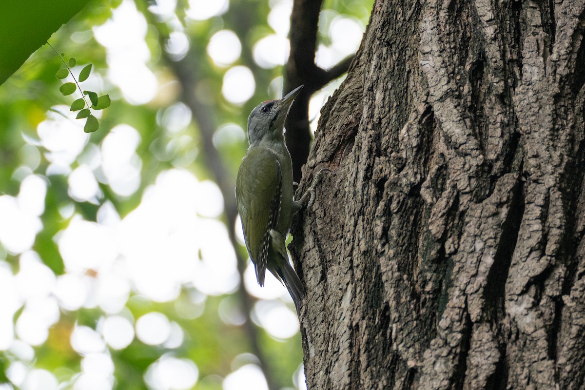 Gray-headed Woodpecker - ML623394276